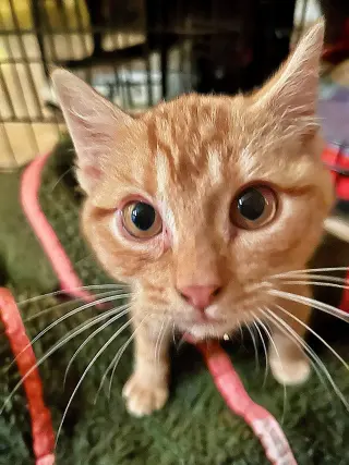 Woodland Crew Kittens