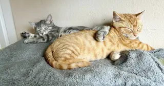 Woodland Crew Kittens