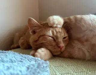 Woodland Crew Kittens