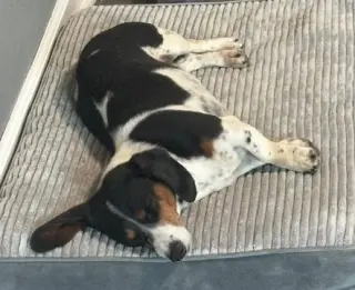 Belli