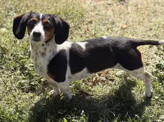 Belli