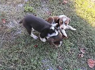 Aussomes Pup 2