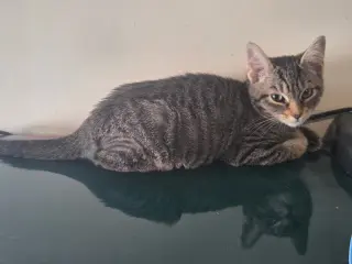 A Pip Crew (Available for pre-adoption)