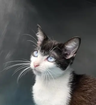 Sinatra