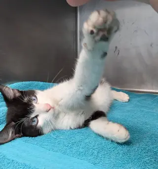 Sinatra