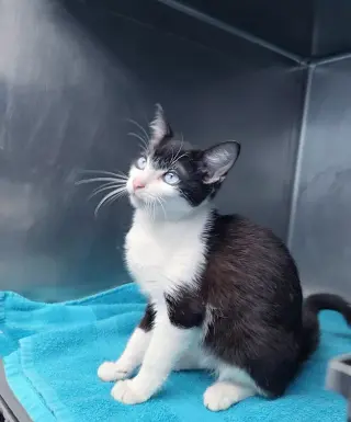 Sinatra