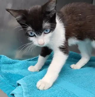 Sinatra