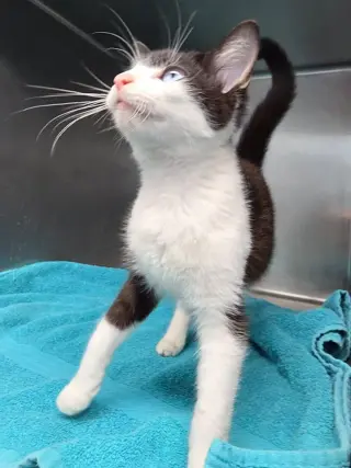 Sinatra