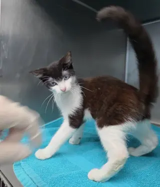 Sinatra