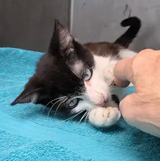 Sinatra