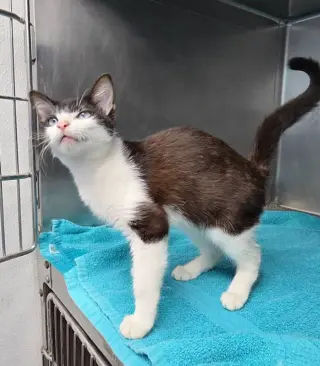 Sinatra