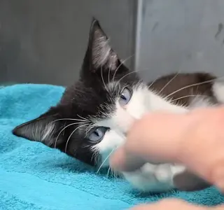Sinatra