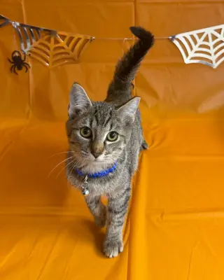 Bacardi
