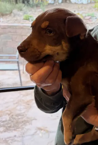 Tatum