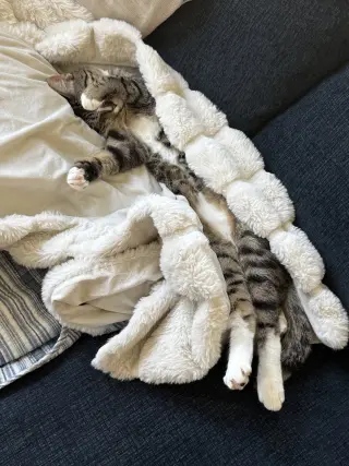 Phoebe (courtesy)