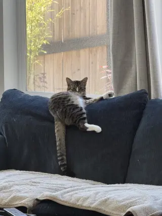 Phoebe (courtesy)