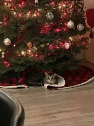 Phoebe (courtesy)