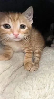 ESTHER
