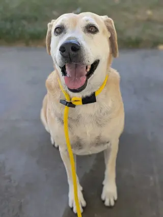 Sadie Anne