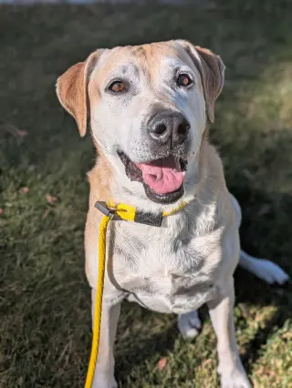 Sadie Anne