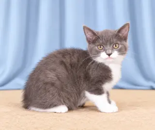 SOX