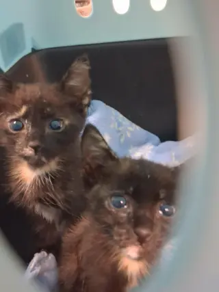Kitten 28180 (Padma)