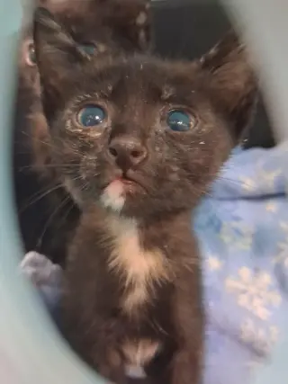 Kitten 28180 (Padma)