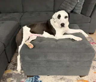 Peppermint Pattie