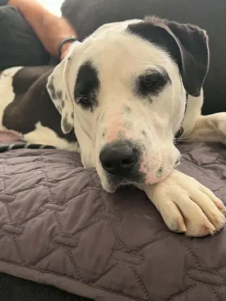 Peppermint Pattie