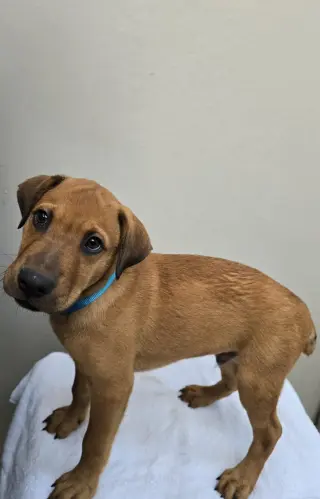 Swiper