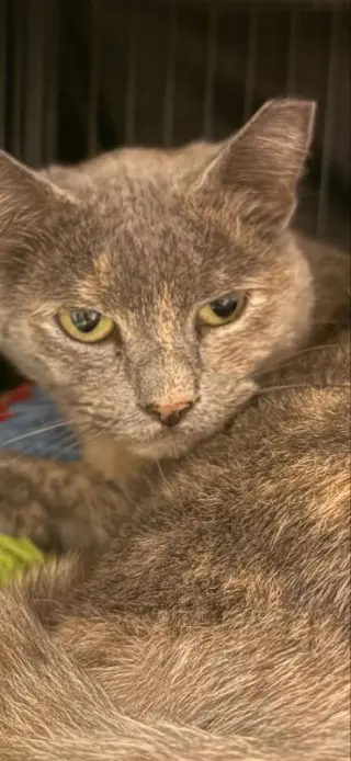 Abra