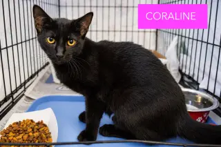 Coraline (FCID# 10/06/2026 - 48 Trainer)