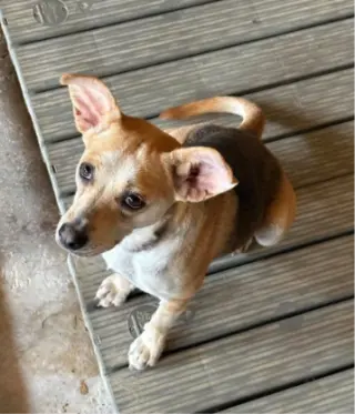Charli in TX