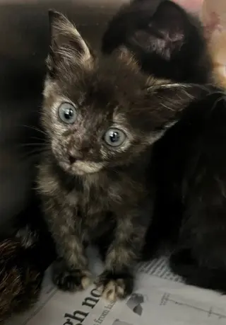 ZUZU
