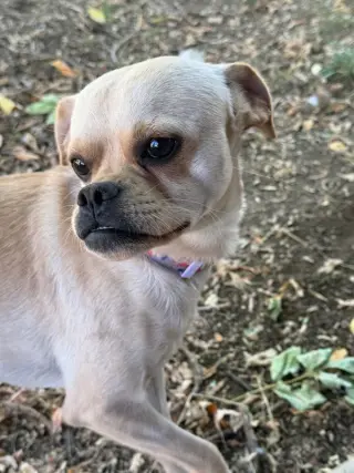 Boo