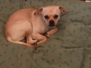 Boo