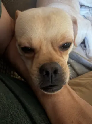 Boo
