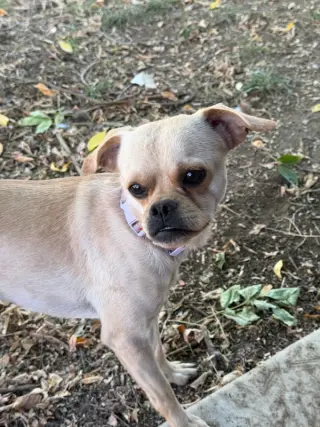 Boo