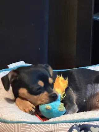 Athena