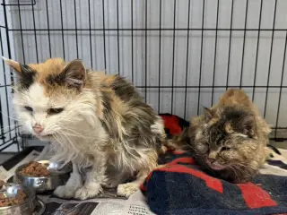Papaya & Pumpkin Spice