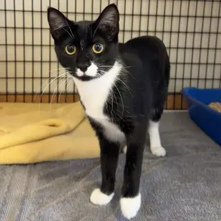 Binkie