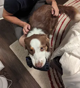 Korra