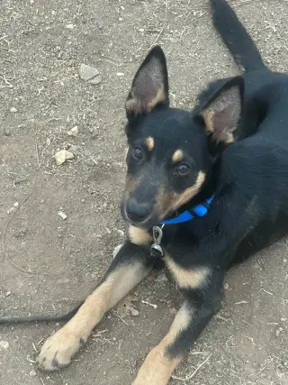 Timmy