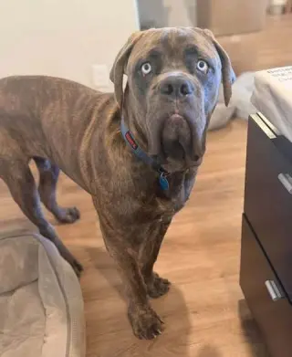 Hank (Mastiff)