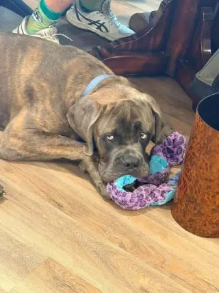 Hank (Mastiff)