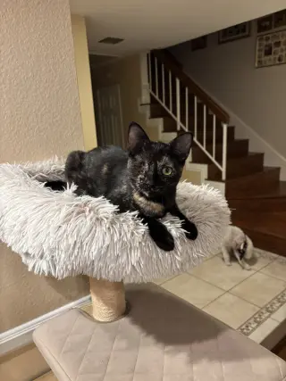 Winkerbelle