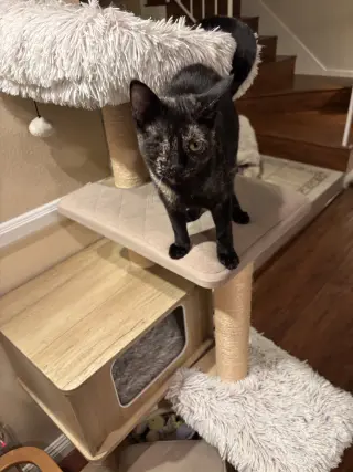 Winkerbelle
