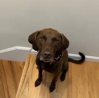 Buddy