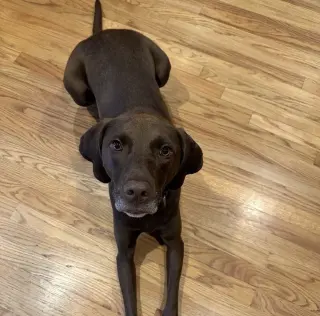 Buddy