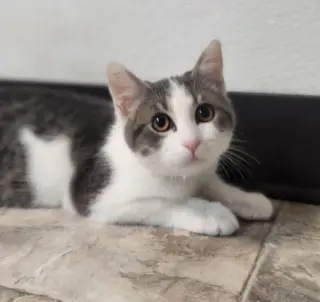 Kitten 28272 (Jamie)